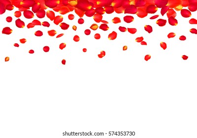 Fall off the petals of a red rose on white background. Realistic vector rose petals.