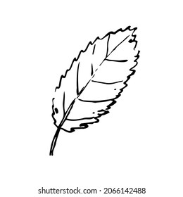Fall sketch outline leaf. Hand-drawn line textured herb on white background. Doodle graphic plant image. Nature, gardening, forest, ecology sign. Carved ink leaf. Vector botanical summer illustration