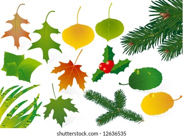 Fall and summer leaves. Vector.