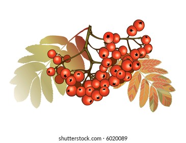 Fall sweet frosen ash berry-colorfull illustration in red tones