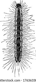 Fall web Worm Pupa, is a moth in the family Arctiidae known principally for its larval stage, vintage line drawing or engraving illustration.