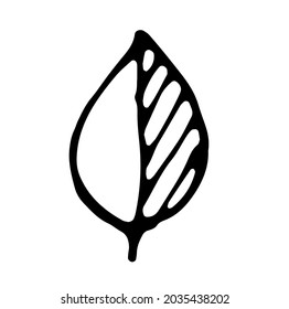 Fallen leaf, isolated vector image, hand drawn