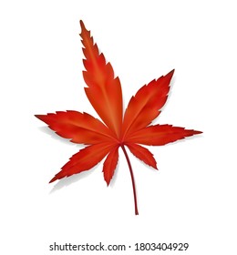 Fallen leaf of Japanese maple on a white background. 3d vector illustration