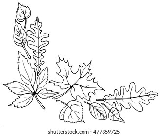 Fallen leaves. Autumn. Frame leaf. Angle. Line art. Drawing by hand. Doodle.