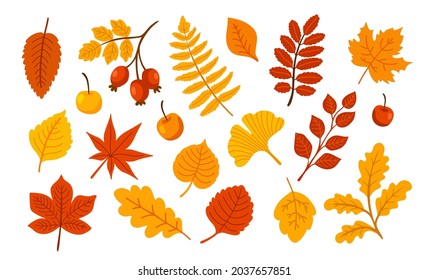 Fallen hinterlässt Clipkunst. Eiche, Ahorn, Asche, Apfel, Apfel, Rosenhip, Gingko-Blatt. Set von Herbstelementen. Herbstsaison. Handgezeichnete Vektorgrafik.