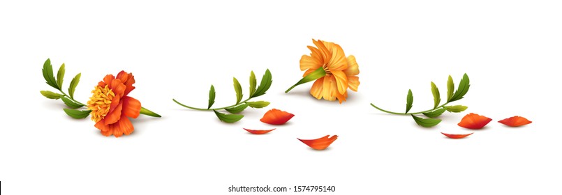 Fallen Marigold flowers isolated on white background. Vector illustration