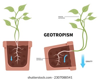 Fallen plant pots root growth experiment gravity with gravitropism geotropism phototropism and thigmotropism auxin in science