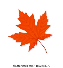 Fallen red maple leaf on a white background. Vector illustration