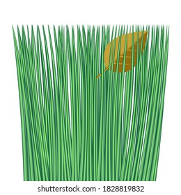fallen tree foliage on green grass, on the lawn, isolate