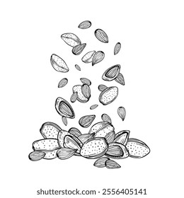 Falling Almond vector sketch in black and white color. Shelled and unpeeled flying nuts monochrome illustration. Organic healthy food ingredient etching drawing for package design, menu, label