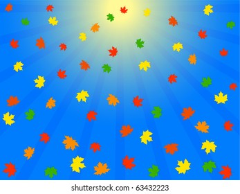 falling  the autumn foliage in blue sky