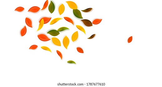 Falling autumn leaves. Red, yellow, green, brown neat leaves flying. Explosion colorful foliage on delightful white background. Beauteous back to school sale.