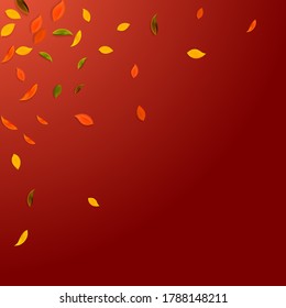 Falling autumn leaves. Red, yellow, green, brown chaotic leaves flying. Corner colorful foliage on magnetic red background. Bold back to school sale.