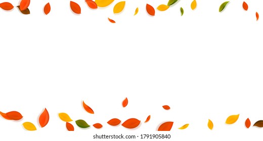 Falling autumn leaves. Red, yellow, green, brown chaotic leaves flying. Border colorful foliage on tempting white background. Brilliant back to school sale.