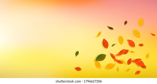 Falling autumn leaves. Red, yellow, green, brown chaotic leaves flying. Explosion colorful foliage on delicate sunset background. Captivating back to school sale.