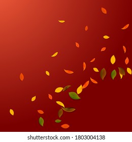 Falling autumn leaves. Red, yellow, green, brown chaotic leaves flying. Corner colorful foliage on valuable red background. Attractive back to school sale.