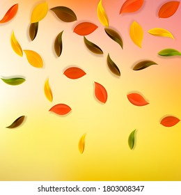 Falling autumn leaves. Red, yellow, green, brown neat leaves flying. Gradient colorful foliage on admirable white background. Brilliant back to school sale.