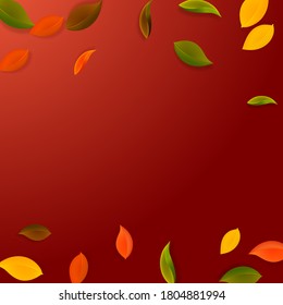 Falling autumn leaves. Red, yellow, green, brown neat leaves flying. Falling rain colorful foliage on outstanding red background. Authentic back to school sale.