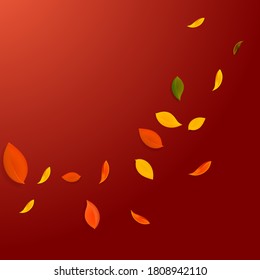 Falling autumn leaves. Red, yellow, green, brown chaotic leaves flying. Corner colorful foliage on original red background. Attractive back to school sale.