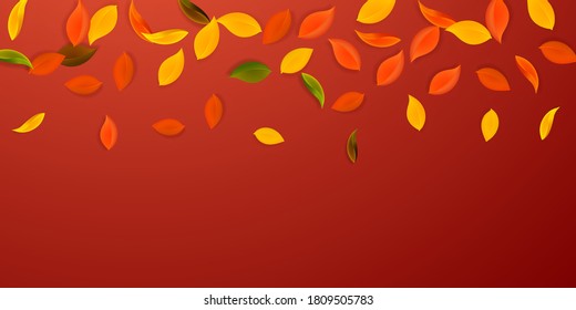 Falling autumn leaves. Red, yellow, green, brown neat leaves flying. Gradient colorful foliage on cute red background. Charming back to school sale.