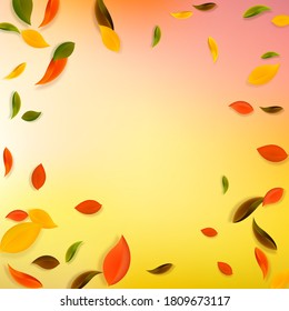 Falling autumn leaves. Red, yellow, green, brown chaotic leaves flying. Vignette colorful foliage on fascinating white background. Brilliant back to school sale.