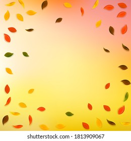 Falling autumn leaves. Red, yellow, green, brown random leaves flying. Vignette colorful foliage on extraordinary white background. Brilliant back to school sale.
