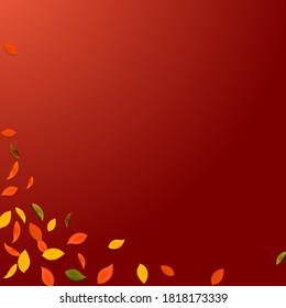 Falling autumn leaves. Red, yellow, green, brown chaotic leaves flying. Corner colorful foliage on juicy red background. Attractive back to school sale.