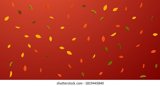 Falling autumn leaves. Red, yellow, green, brown random leaves flying. Falling rain colorful foliage on lively red background. Captivating back to school sale.