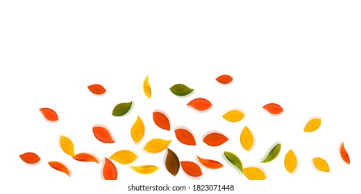 Falling autumn leaves. Red, yellow, green, brown neat leaves flying. Explosion colorful foliage on charming white background. Beauteous back to school sale.