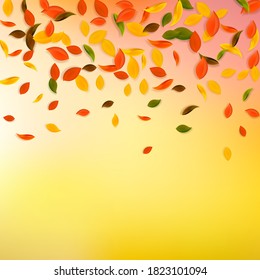 Falling autumn leaves. Red, yellow, green, brown chaotic leaves flying. Gradient colorful foliage on extra white background. Awesome back to school sale.