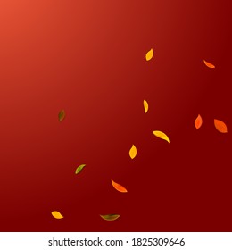Falling autumn leaves. Red, yellow, green, brown random leaves flying. Corner colorful foliage on gorgeous red background. Bold back to school sale.