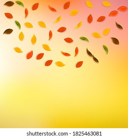 Falling autumn leaves. Red, yellow, green, brown random leaves flying. Semicircle colorful foliage on curious white background. Brilliant back to school sale.