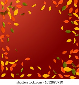 Falling autumn leaves. Red, yellow, green, brown chaotic leaves flying. Vignette colorful foliage on flawless red background. Brilliant back to school sale.