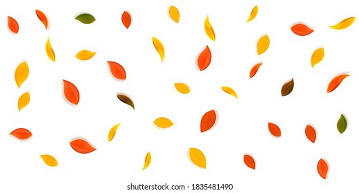 Falling autumn leaves. Red, yellow, green, brown neat leaves flying. Falling rain colorful foliage on neat white background. Captivating back to school sale.