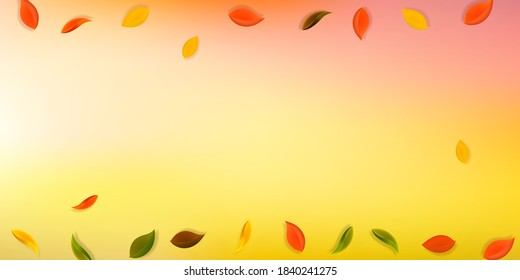 Falling autumn leaves. Red, yellow, green, brown neat leaves flying. Border colorful foliage on trending sunset background. Brilliant back to school sale.