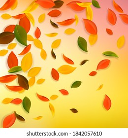 Falling autumn leaves. Red, yellow, green, brown chaotic leaves flying. Gradient colorful foliage on brilliant white background. Awesome back to school sale.