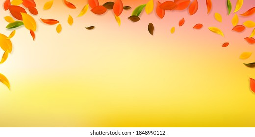 Falling autumn leaves. Red, yellow, green, brown chaotic leaves flying. Falling rain colorful foliage on wonderful sunset background. Captivating back to school sale.