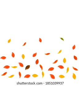 Falling autumn leaves. Red, yellow, green, brown random leaves flying. Gradient colorful foliage on alive sunset background. Awesome back to school sale.
