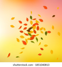 Falling autumn leaves. Red, yellow, green, brown chaotic leaves flying. Explosion colorful foliage on divine white background. Authentic back to school sale.