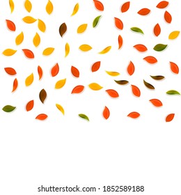 Falling autumn leaves. Red, yellow, green, brown random leaves flying. Gradient colorful foliage on unequaled sunset background. Breathtaking back to school sale.