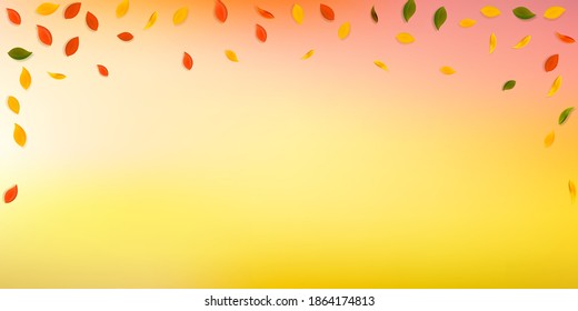 Falling autumn leaves. Red, yellow, green, brown random leaves flying. Falling rain colorful foliage on alive sunset background. Charming back to school sale.