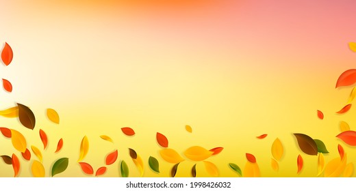 Falling autumn leaves. Red, yellow, green, brown chaotic leaves flying. Falling rain colorful foliage on rare sunset background. Captivating back to school sale.