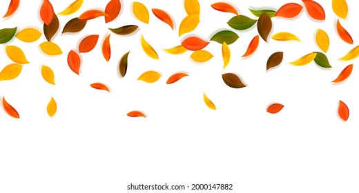 Falling autumn leaves. Red, yellow, green, brown neat leaves flying. Falling rain colorful foliage on lively white background. Beauteous back to school sale.