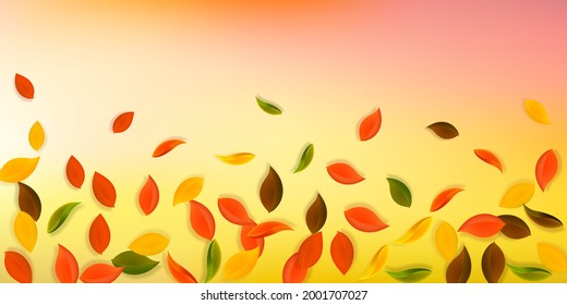 Falling autumn leaves. Red, yellow, green, brown neat leaves flying. Falling rain colorful foliage on artistic sunset background. Charming back to school sale.