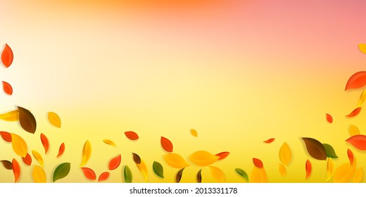 Falling autumn leaves. Red, yellow, green, brown chaotic leaves flying. Falling rain colorful foliage on rare sunset background. Captivating back to school sale.