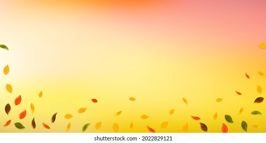 Falling autumn leaves. Red, yellow, green, brown random leaves flying. Falling rain colorful foliage on splendid sunset background. Captivating back to school sale.