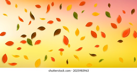 Falling autumn leaves. Red, yellow, green, brown chaotic leaves flying. Falling rain colorful foliage on incredible sunset background. Captivating back to school sale.