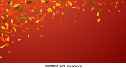 Falling autumn leaves. Red, yellow, green, brown chaotic leaves flying. Falling rain colorful foliage on graceful red background. Captivating back to school sale.