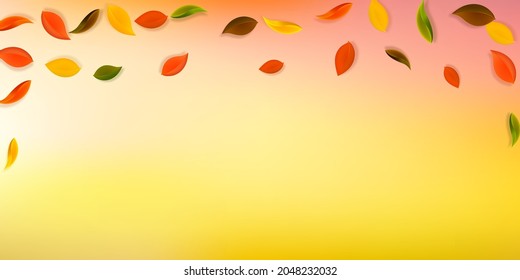 Falling autumn leaves. Red, yellow, green, brown neat leaves flying. Falling rain colorful foliage on great sunset background. Beauteous back to school sale.