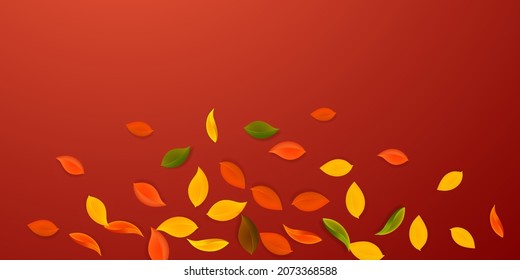 Falling autumn leaves. Red, yellow, green, brown neat leaves flying. Explosion colorful foliage on brilliant red background. Beauteous back to school sale.